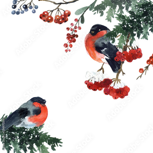 Watercolor cute winter birds. cute drawn collection ornithology. graphic set sketch. watercolor background. watercolor bird bullfinch. snow bullfinch berries. snow tit wild wings sparrow photo