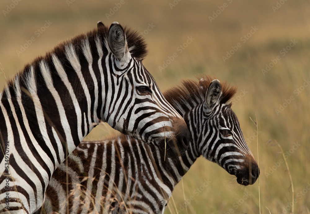 Portrait of a Zebra with foal at Savannah grassland, Masai Mara Portrait of a Zebra with foal at Savannah grassland, Masai Mara