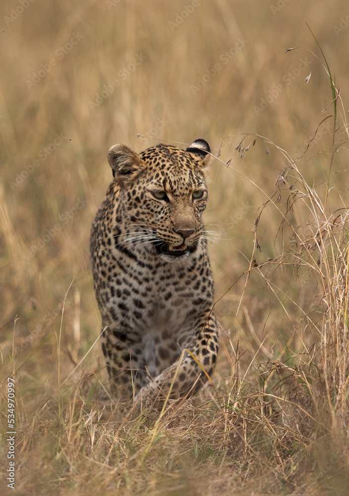 Portrait of a leopard captured while walking in the grasses, Masai Mara. Portrait of a leopard captured while walking in the grasses, Masai Mara.