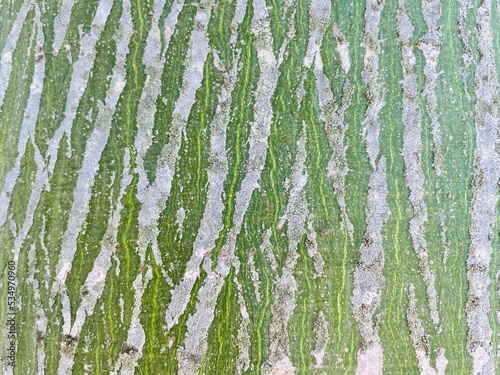 トックリキワタの樹皮 背景素材