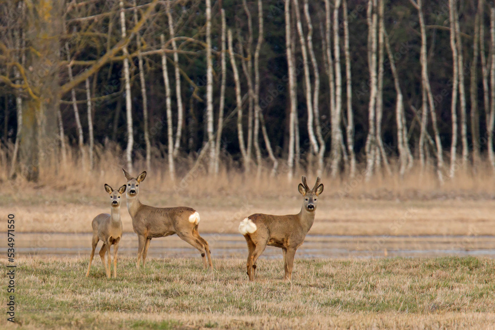 Sarna europejska (Capreolus capreolus) Sarna europejska (Capreolus capreolus)