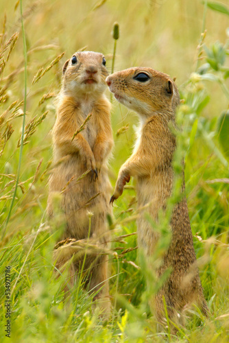 Suseł moręgowany (Spermophilus citellus)