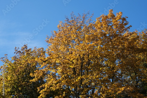 Crown of yellow autumn tree against blue sky