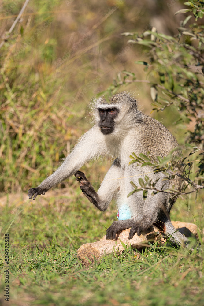 Vervet, singe, Chlorocebus pygerythrus