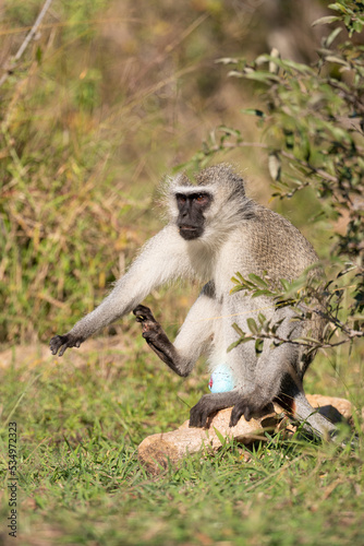 Vervet, singe, Chlorocebus pygerythrus