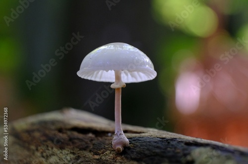Beautiful white forest mushroom - Mucidula mucida, Oudemansiella mucida, commonly known as porcelain fungus