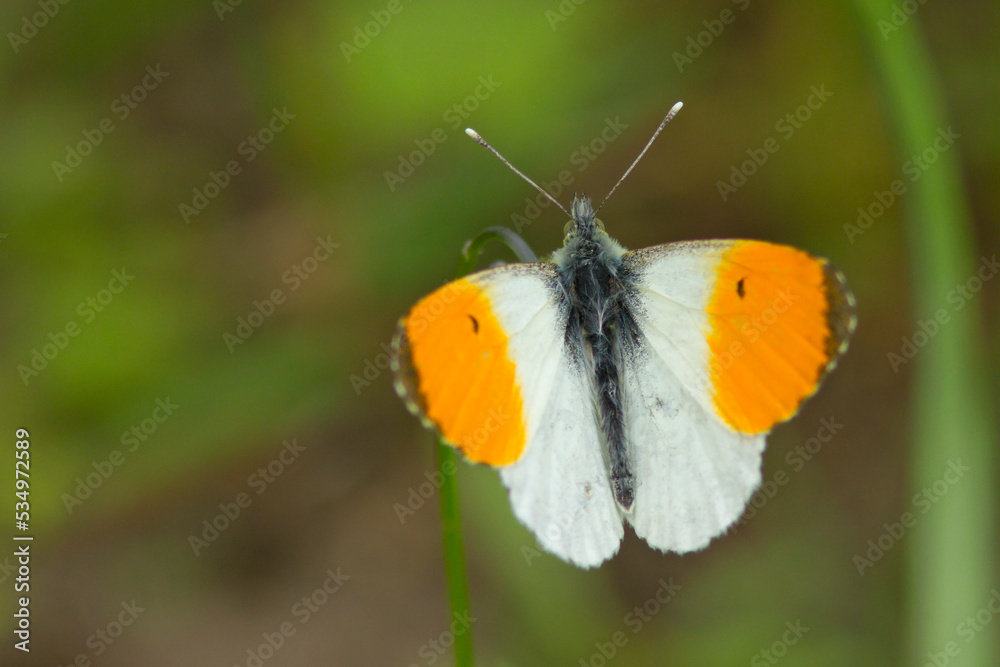 Obraz premium Zorzynek rzeżuchowiec (Anthocharis cardamines)