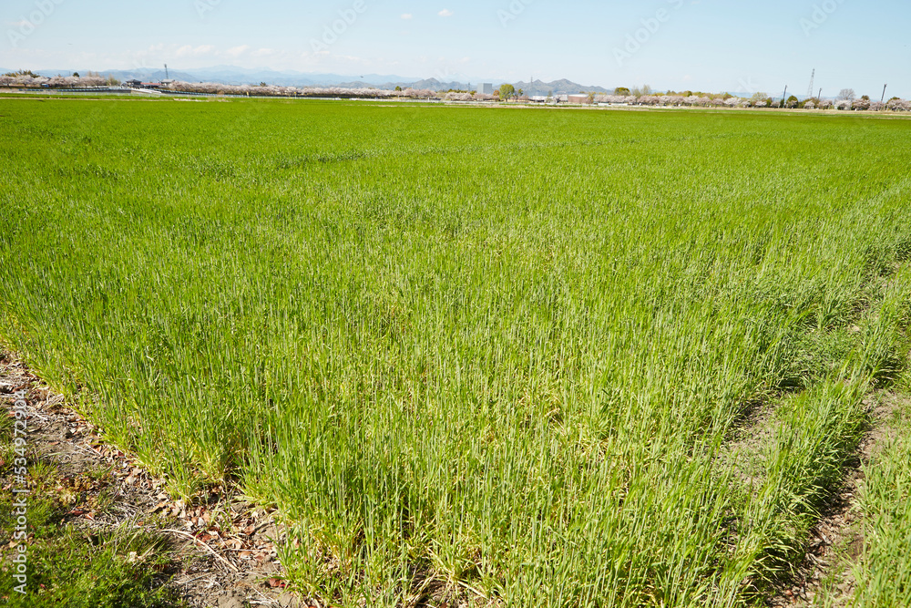 barley field on the plain barley field on the plain