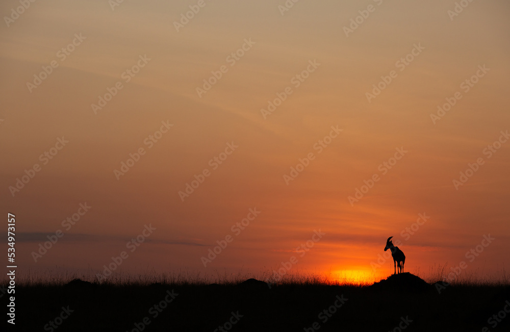 Silhouette of Topi on mound during sunrise at Masai Mara, Kenya