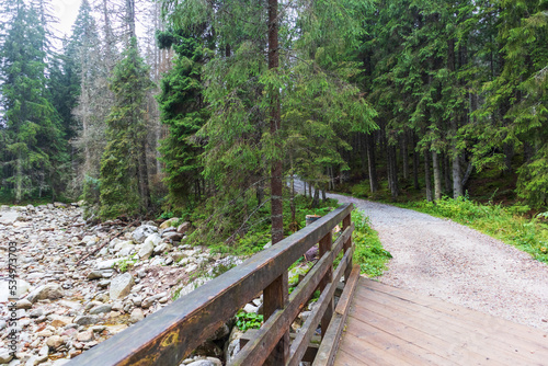 Wooden hiking trail in the middle of the mountain forest and surrounded by thick green forest and gray rocks © Jorens