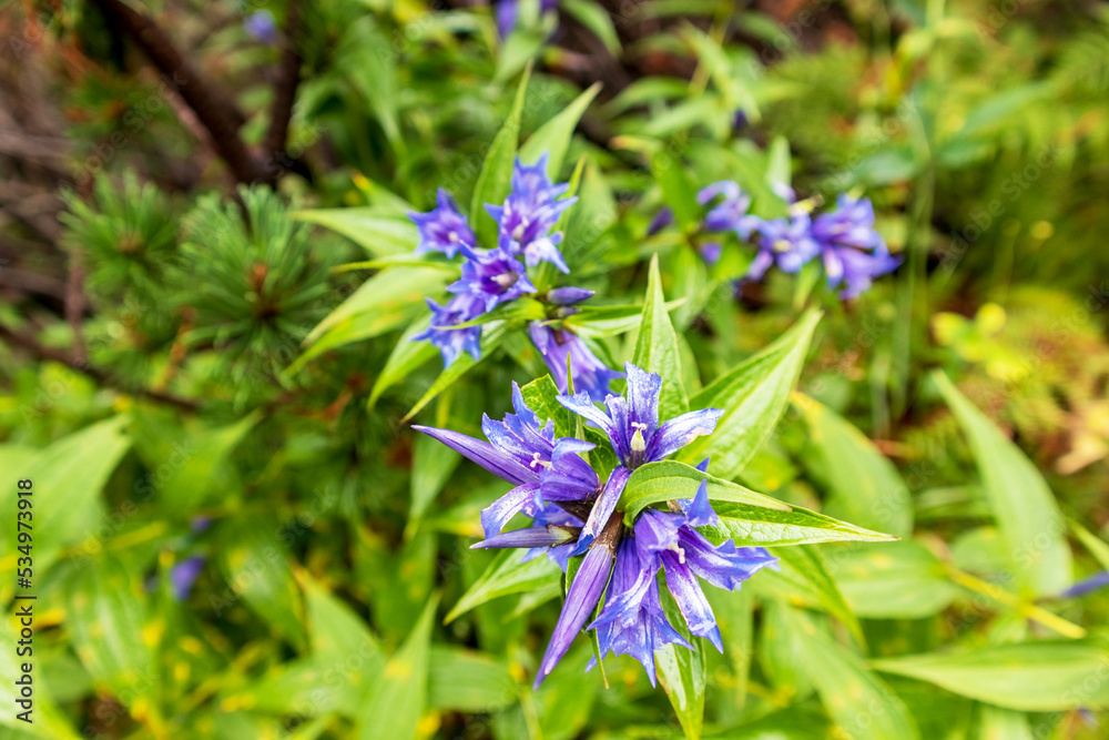 Interesting purple-blue flowers with pointed leaves and flowers