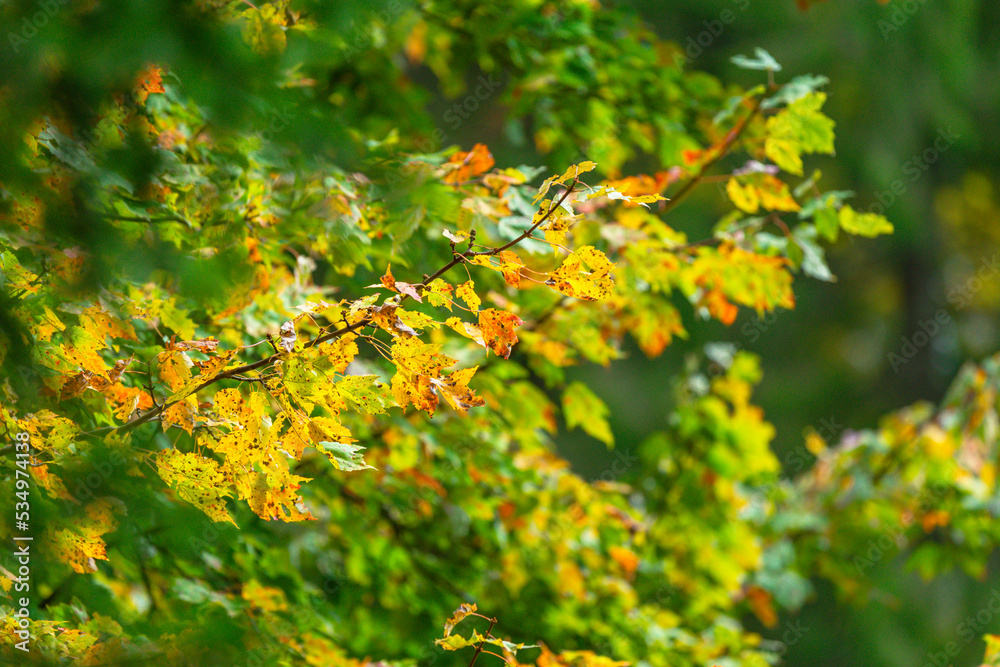 yellow Autumn leafs composed with trees and branches yellow Autumn leafs composed with trees and branches