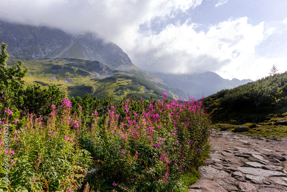 Mountain landscape in the great Polish Tatras with a hiking trail and lilac-pink flowers and light blue sku with big white fluffy clouds