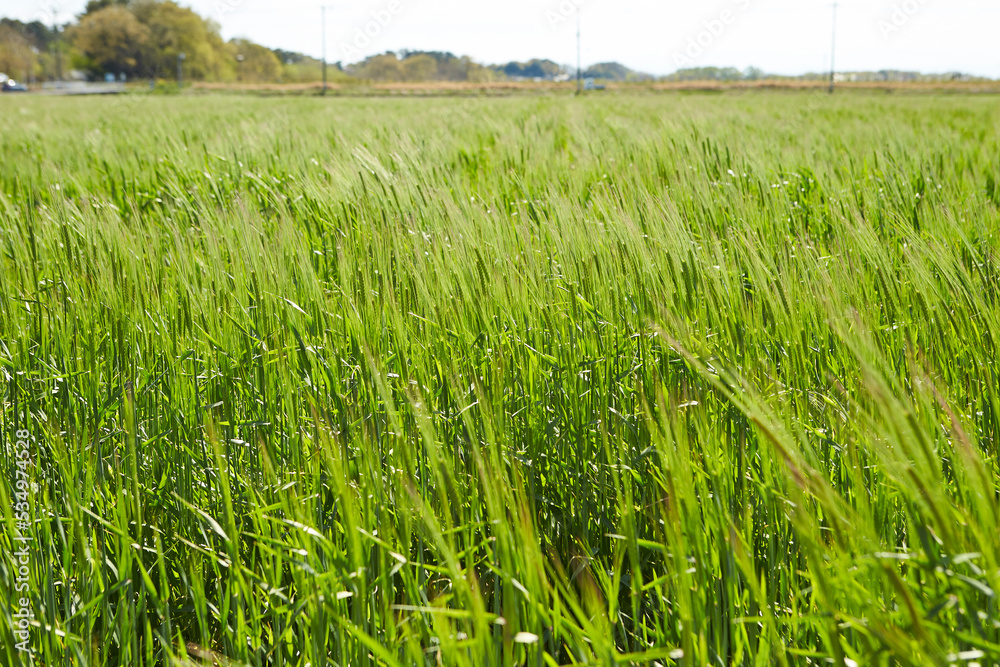 barley field on the plain