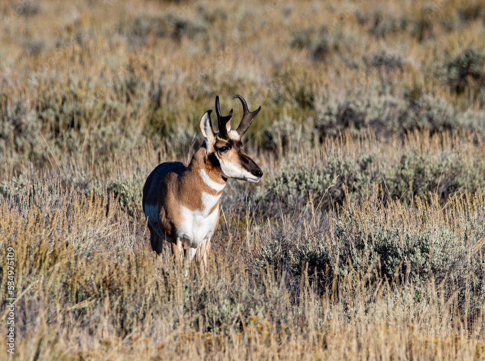 Fototapeta premium antelope in the wild