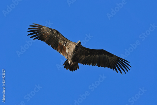 Cinereous vulture    M  nchsgeier  Aegypius monachus 