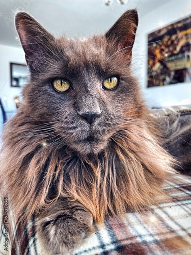 Big CAT  photo