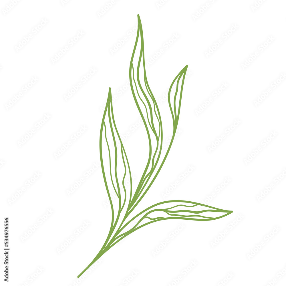 Outline foliage. Isolated.