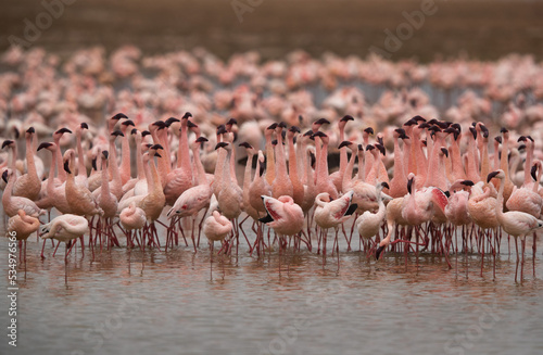 Lesser Flamingos courtship dance at Amboseli national park, Kenya
