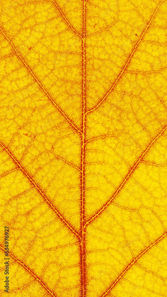 Fototapeta premium Macro autumn oak leaf with veins of leaf, natural texture as vertical nature banner. Natural yellow autumn leaves texture, close up photo of autumnal foliage. Seasonal fall background