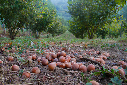 Ripe hazelnuts fallen from trees in a hazelnut orchard photo