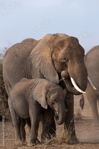 Fototapeta Naklejka Na Ścianę i Meble -  Elephants grazing at Ambosli national park, Kenya