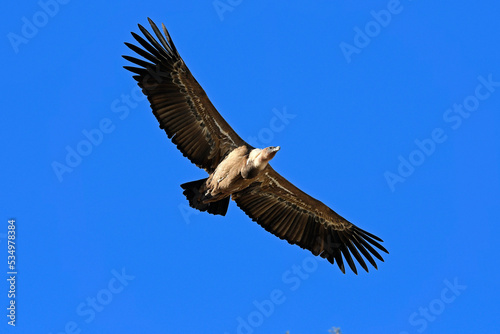 Griffon vulture // Gänsegeier (Gyps fulvus) - Monfrague, Extremadura, Spain © bennytrapp