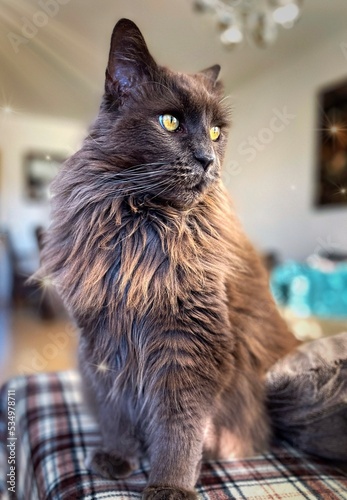 portrait of a big maincoon cat photo