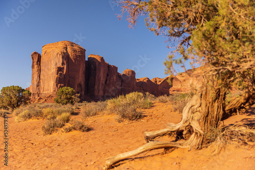 Beautiful rock formations with ofl tree at Monument Valley photo