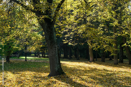 autumn park with tree and yellow leaves