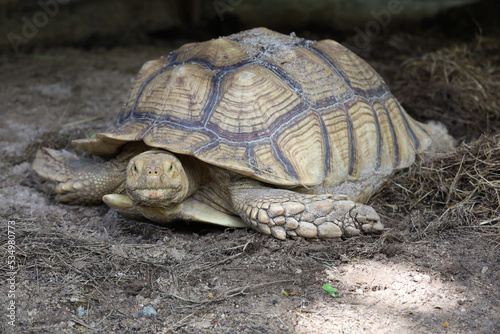 Sulcata tortoise in the garden at thailand