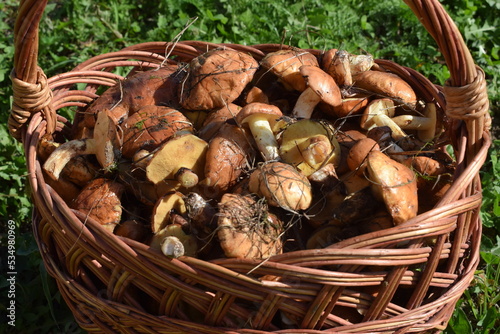 Full basket of butter suillus, autumn picking mushrooms.