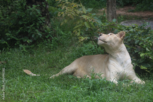 The female fat lion is rest under tree in garden