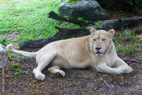 The female fat lion is rest under tree in garden