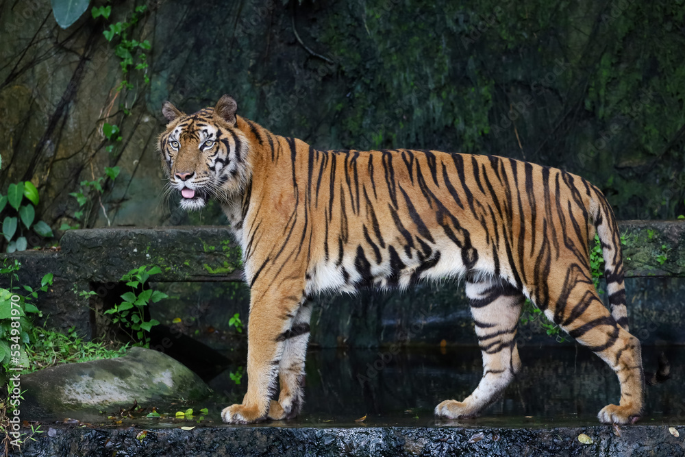 Close up Indochinese tiger is beautiful animal and dangerous