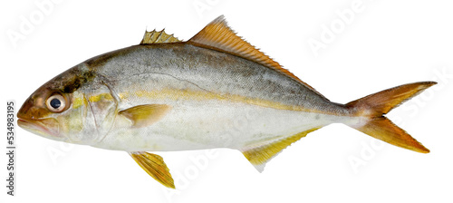 Fish greater amberjack isolated on white background (seriola dumerili) photo