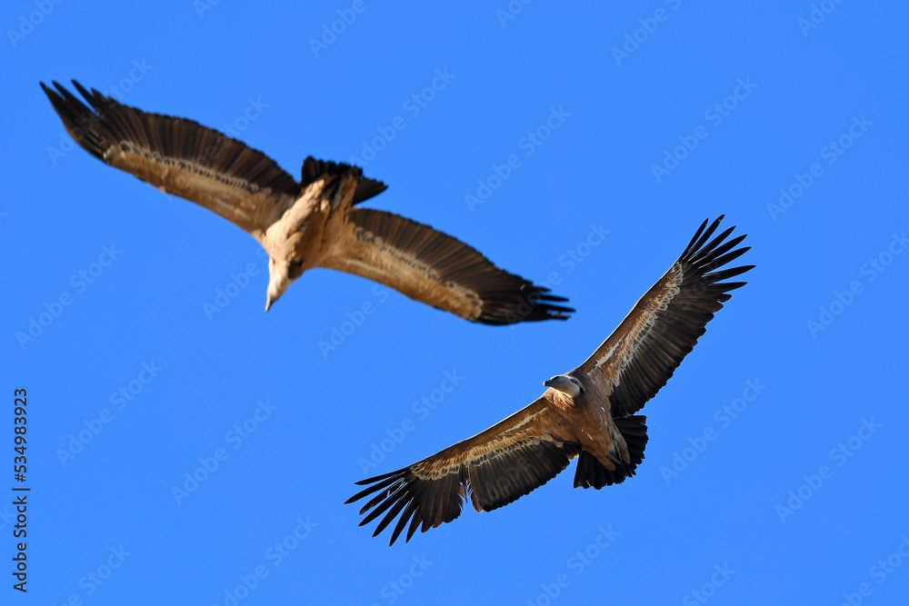 Griffon vulture // Gänsegeier (Gyps fulvus) - Monfrague, Extremadura, Spain