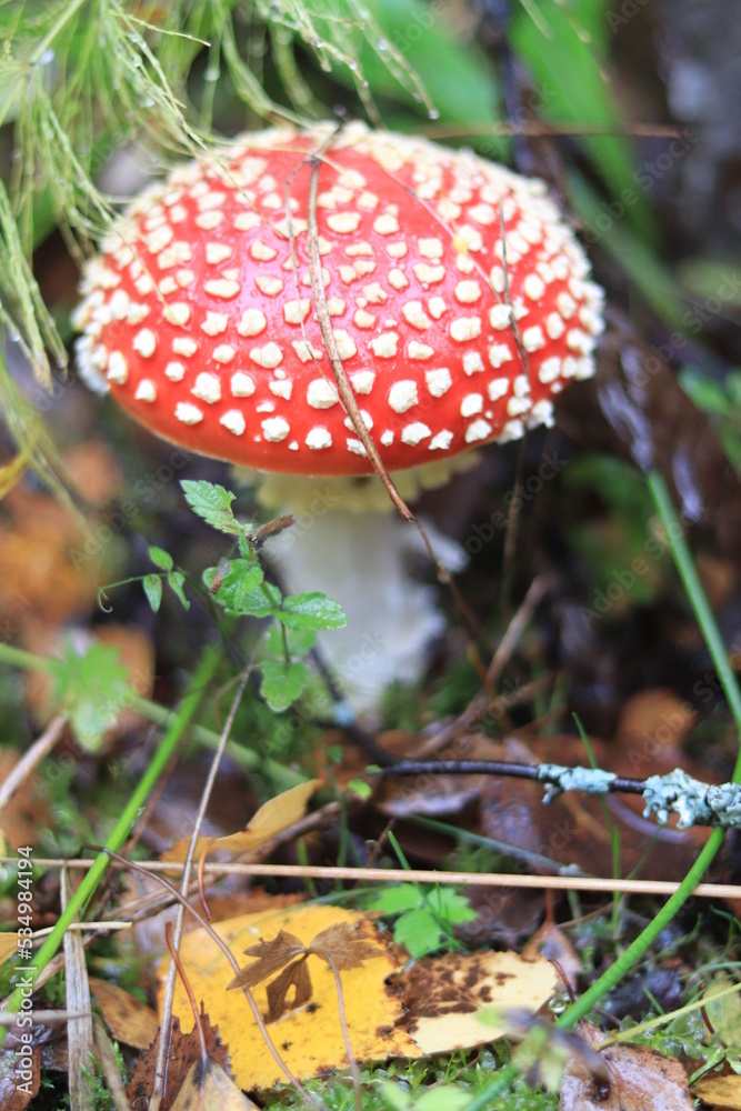one fly agaric grows in the forest one fly agaric grows in the forest
