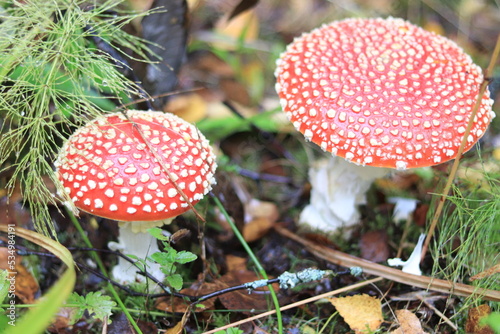 two fly agarics grow in the forest