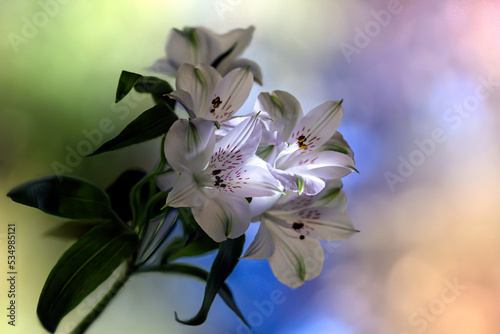Białe kwiaty photo