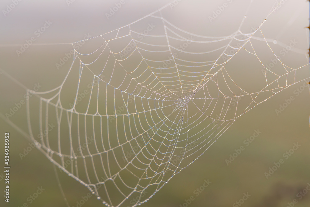 Spider web in sunrise sun