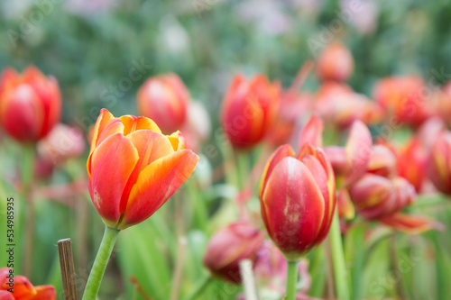 red tulip flowers in the garden the nice day on garden tulip