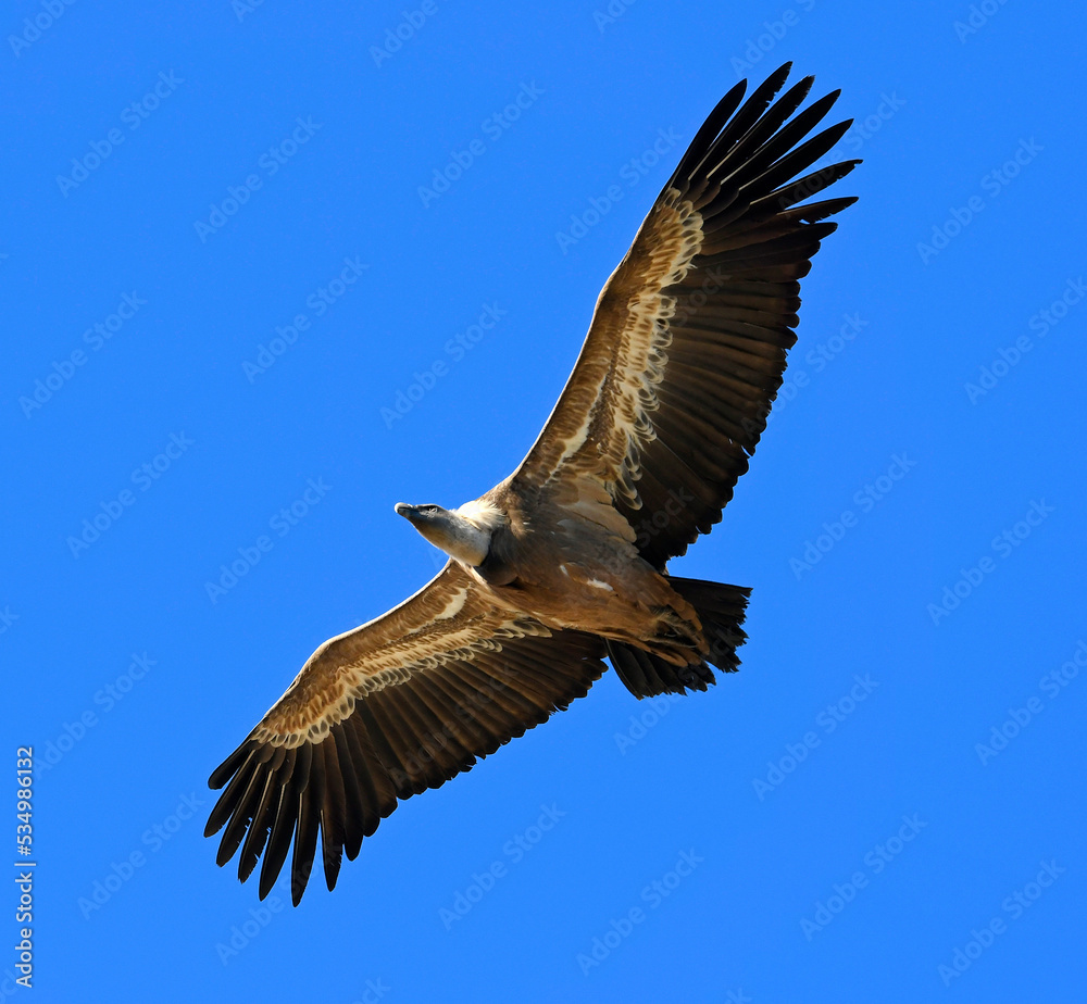 Fototapeta premium Gänsegeier // Griffon vulture (Gyps fulvus) - Nationalpark Monfragüe, Extremadura, Spanien