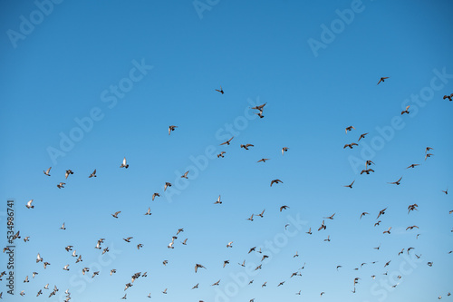 Low angle view of birds seen flying in sky