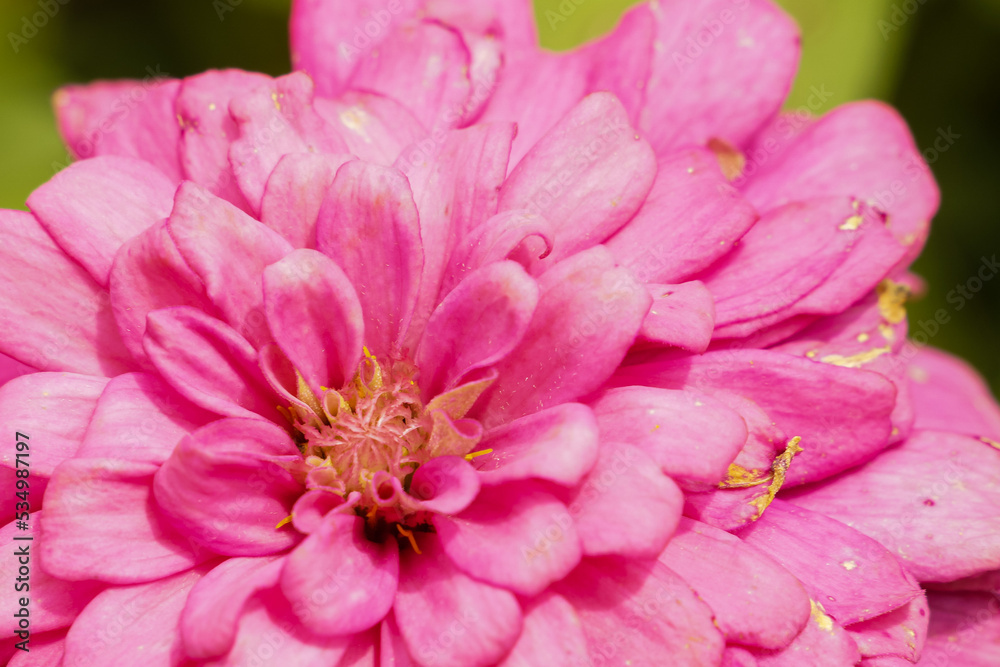 Beautiful pink chrysanthemums are blooming and their pollen attracts butterflies and insects.