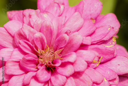 Beautiful pink chrysanthemums are blooming and their pollen attracts butterflies and insects.