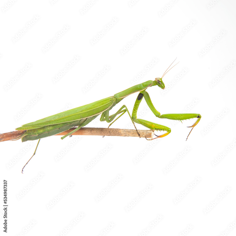 green praying mantis sits on a white background. insect predator. nature and zoology green praying mantis sits on a white background. insect predator. nature and zoology