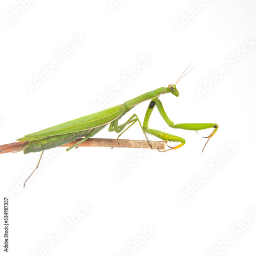 green praying mantis sits on a white background. insect predator. nature and zoology © photosaint