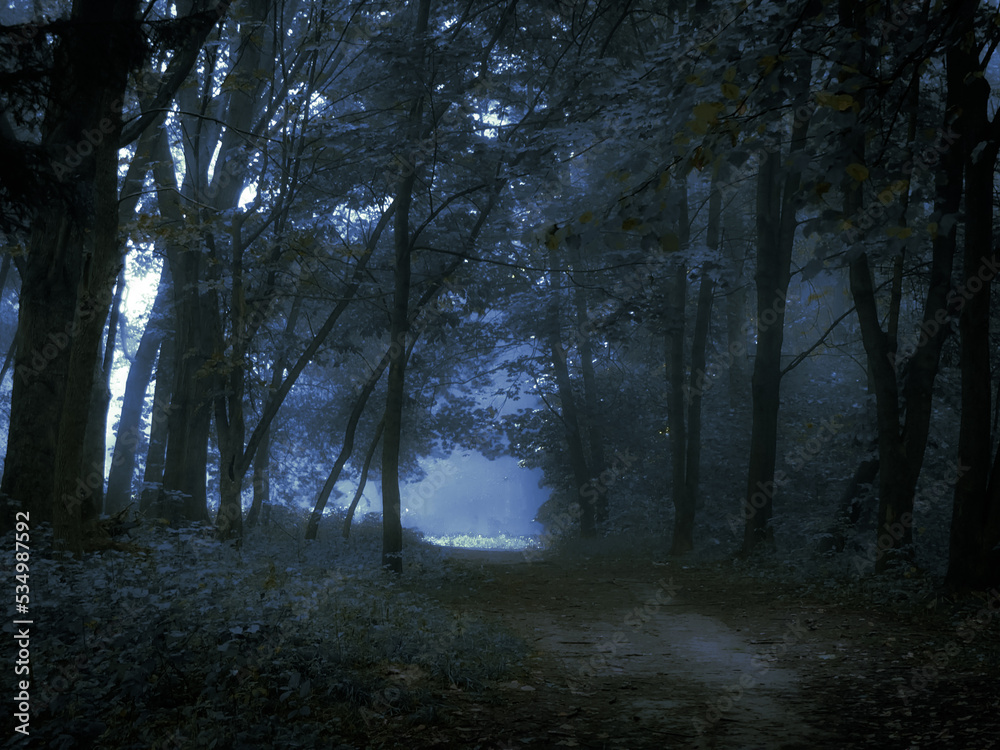 Dark mysterious forest in the fog. Spooky gloomy woods. Morning in a strange forest. Dark mysterious forest in the fog. Spooky gloomy woods. Morning in a strange forest.