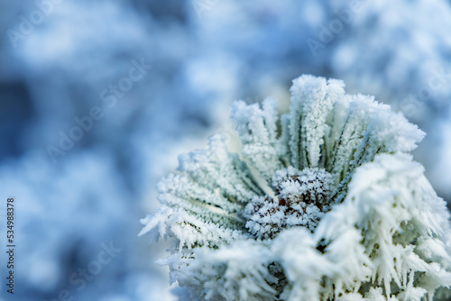 winter detail of frozen mountain pine